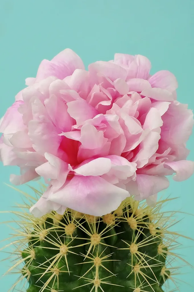 How to care for cactus | Home Beautiful Magazine Australia