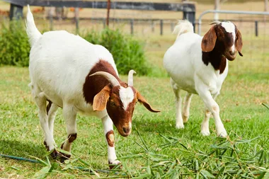 EP 2: How to make creamy and delicious goat’s curd