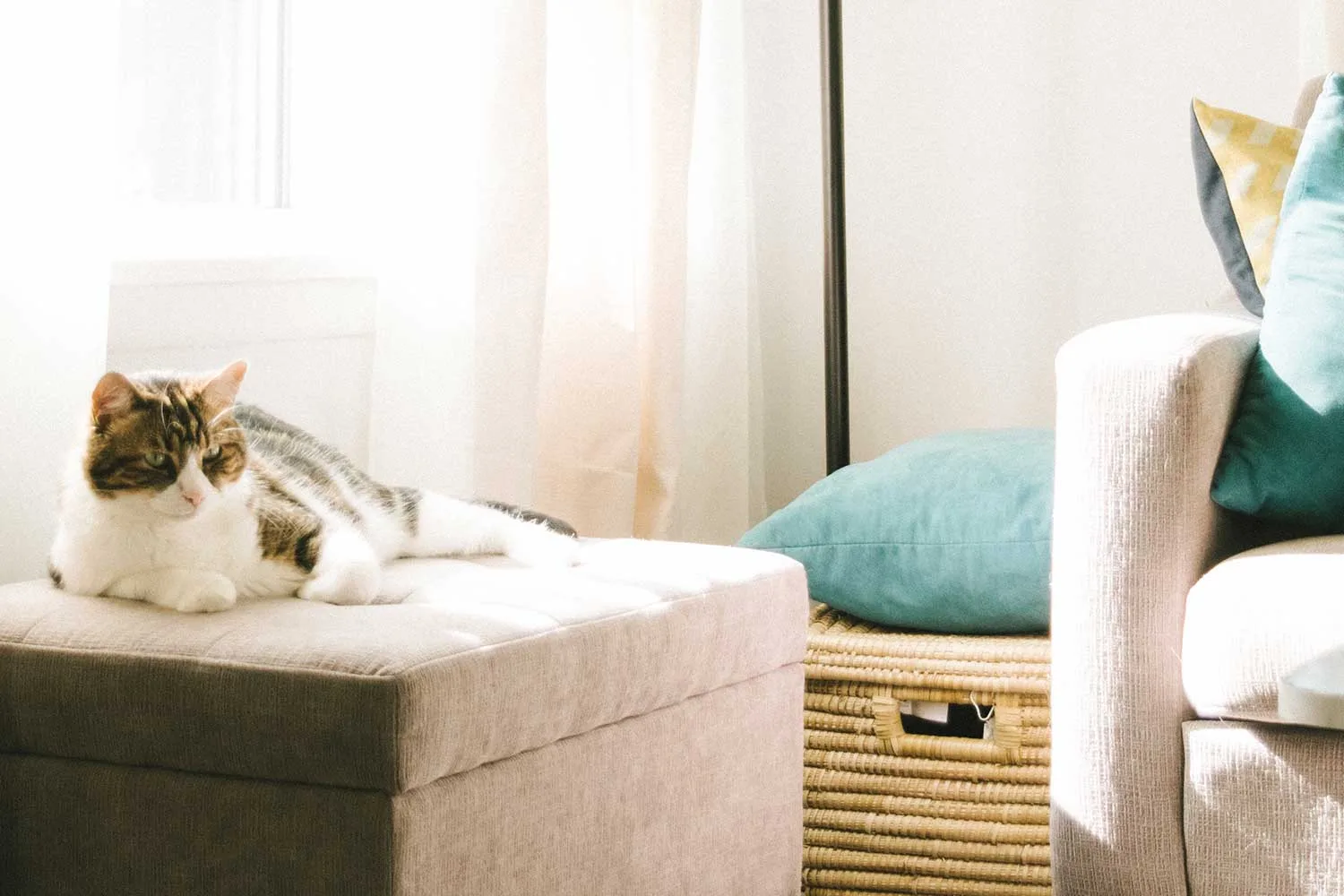 7 cleaning hacks every pet owner should master