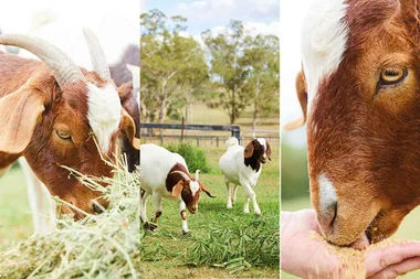 The dairy goats of Willowbrae chevre farm