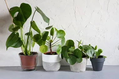 The must-have houseplants you should be buying in 2018