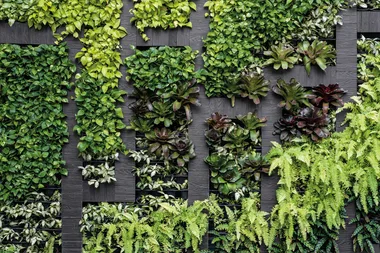 How to create an instagrammable garden wall