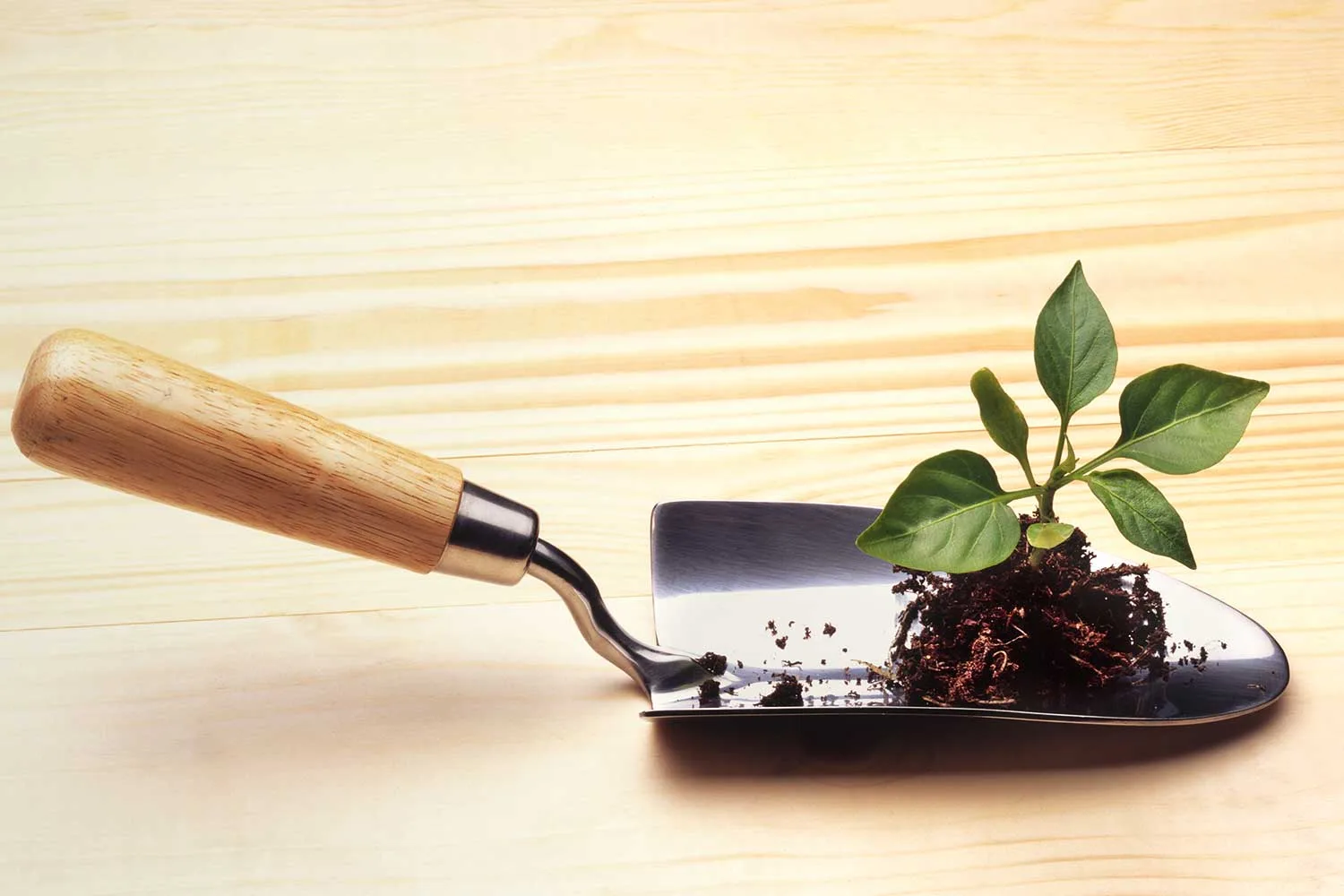 6 bits of advice for beginner gardeners