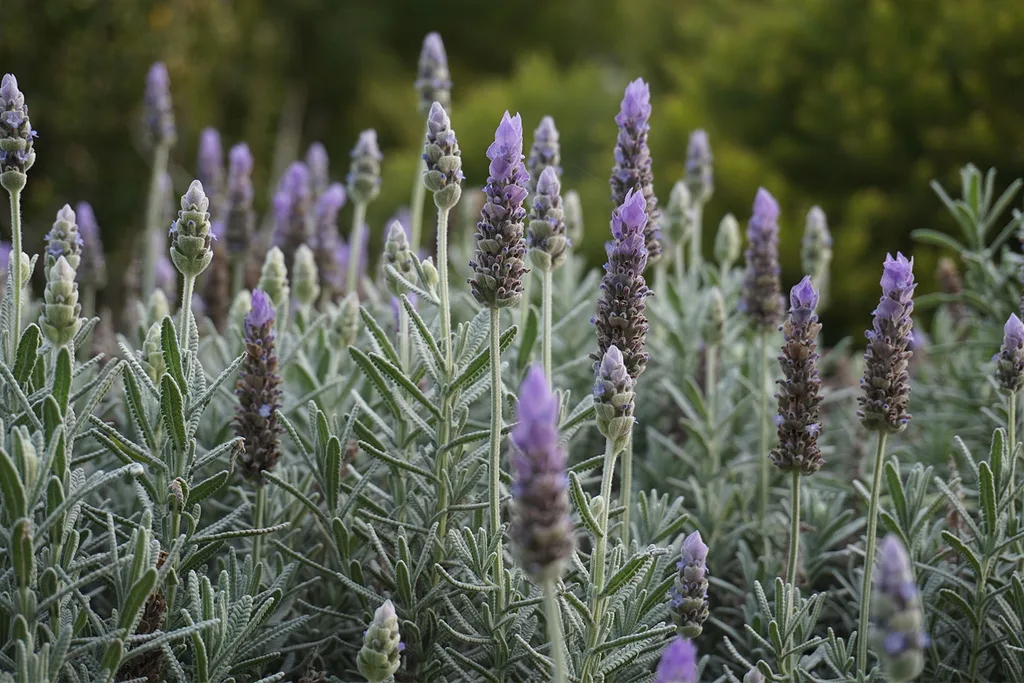 Plants that repel mosquitoes | Home Beautiful Magazine Australia