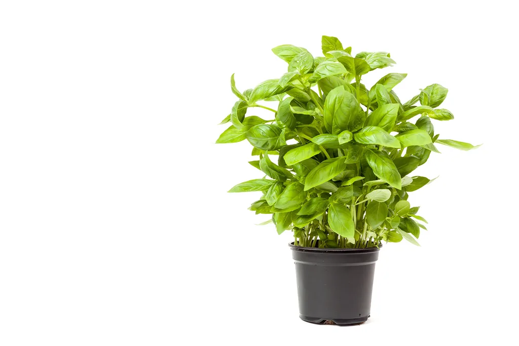 Plants that repel mosquitoes | Home Beautiful Magazine Australia