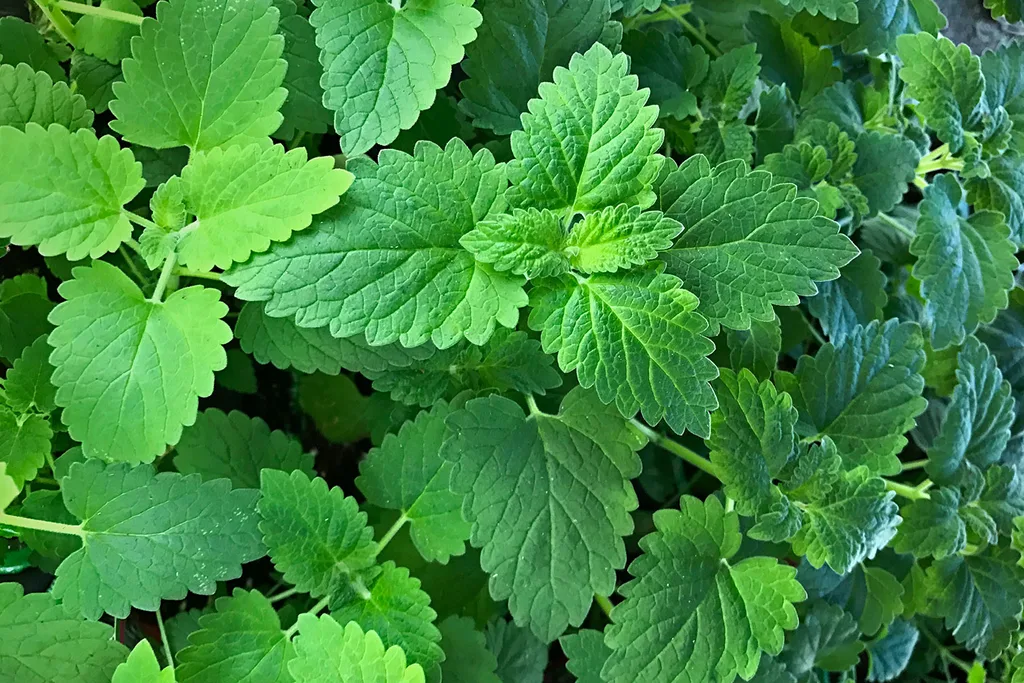 Plants that repel mosquitoes | Home Beautiful Magazine Australia
