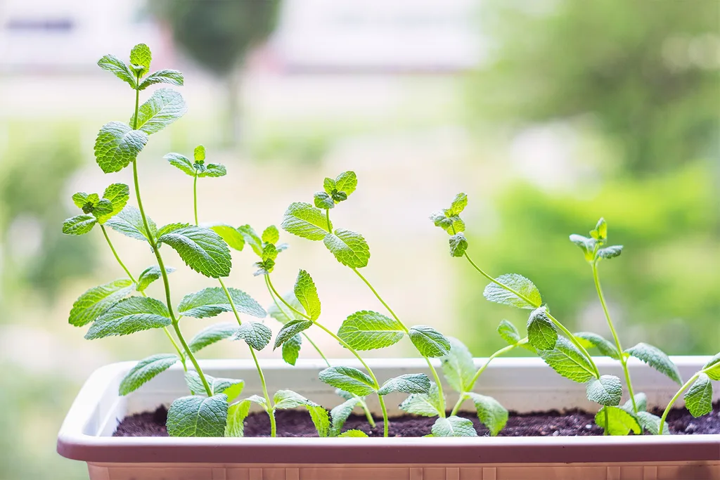 Plants that repel mosquitoes | Home Beautiful Magazine Australia