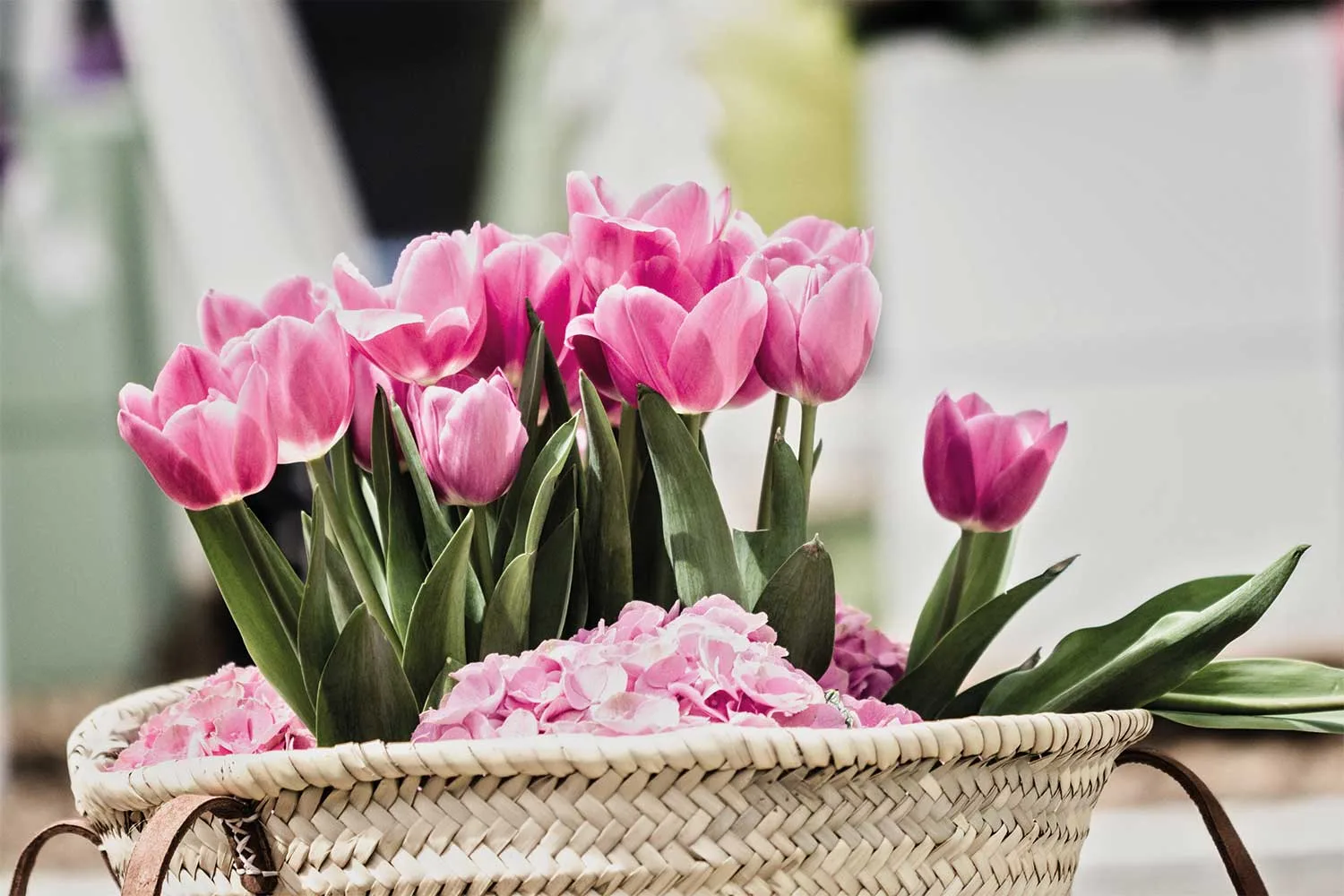 This designer is flooding the streets of Melbourne with free tulips