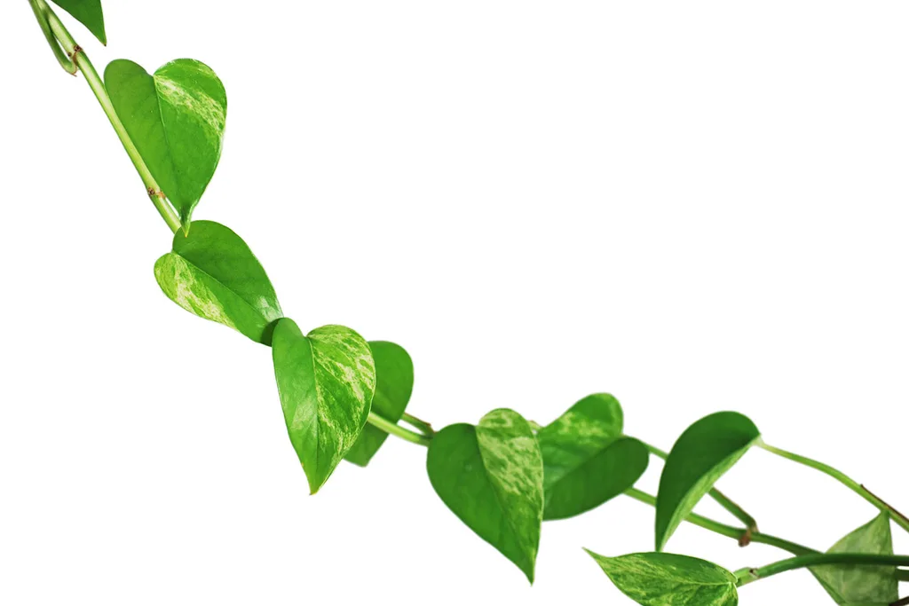 This plant is harder to kill than to keep alive