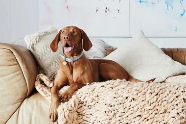 This boho-luxe pet brand is everything you and your four-legged friend ever wanted!