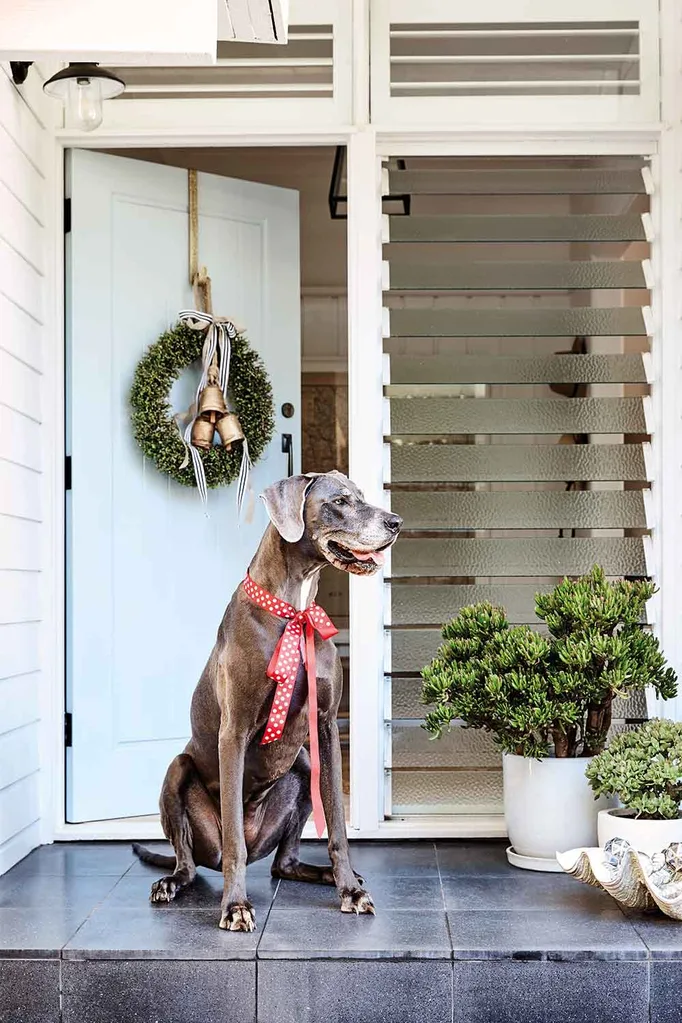 Christmas wreath on front dog with a Great Dane