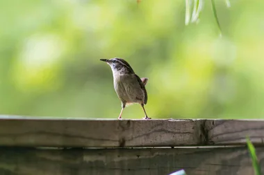 How to deter birds from messing up your deck