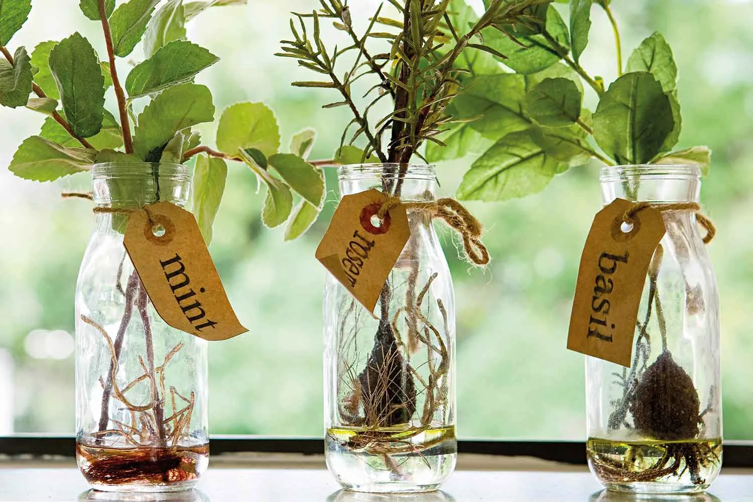 How to grow plants in water in 5 easy steps