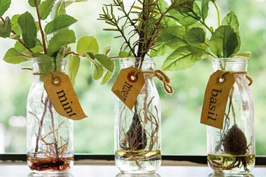 How to grow plants in water in 5 easy steps