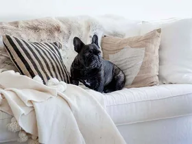5 ways to design a gorgeous, pet-proof interior, according to the experts