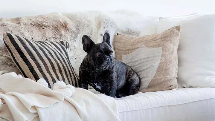 Kylie Gillies at home