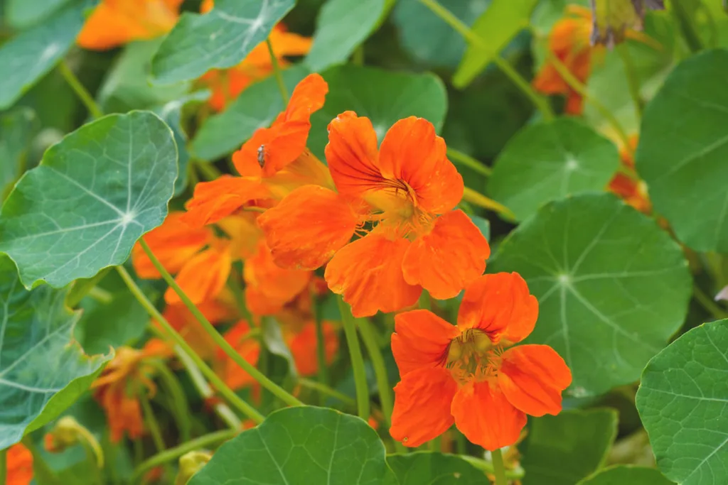 How to add colour to your garden
