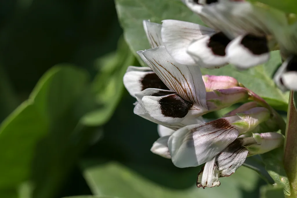 How to add colour to your garden