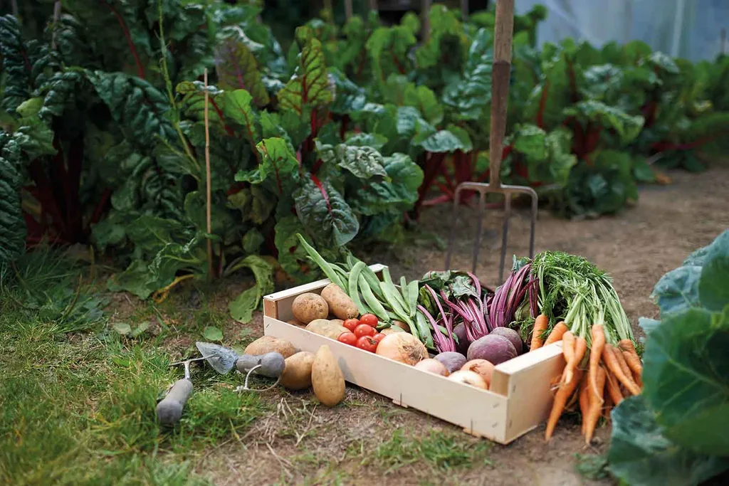 How to add colour to your garden