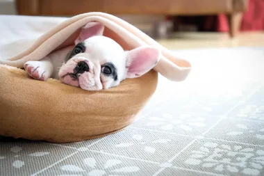 IKEA teams up with RSPCA to help pups in need