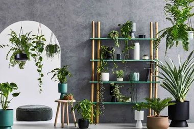 A new service now delivers gorgeous plants to your door