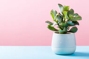 10 of the best pots and plant stands at Kmart