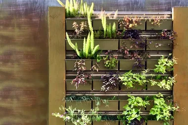 Five reasons every home needs a green wall inside