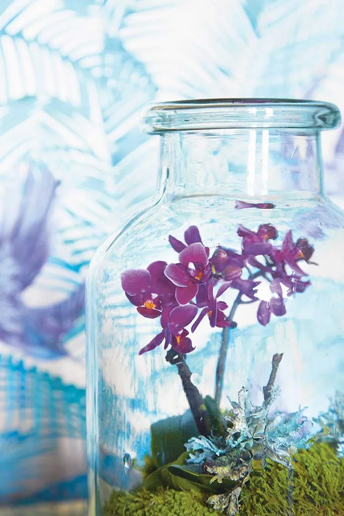 Orchid terrarium