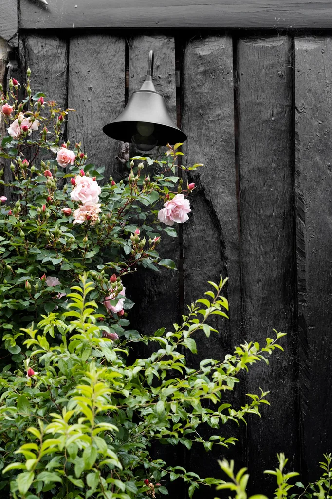 cottage garden pink albertine roses