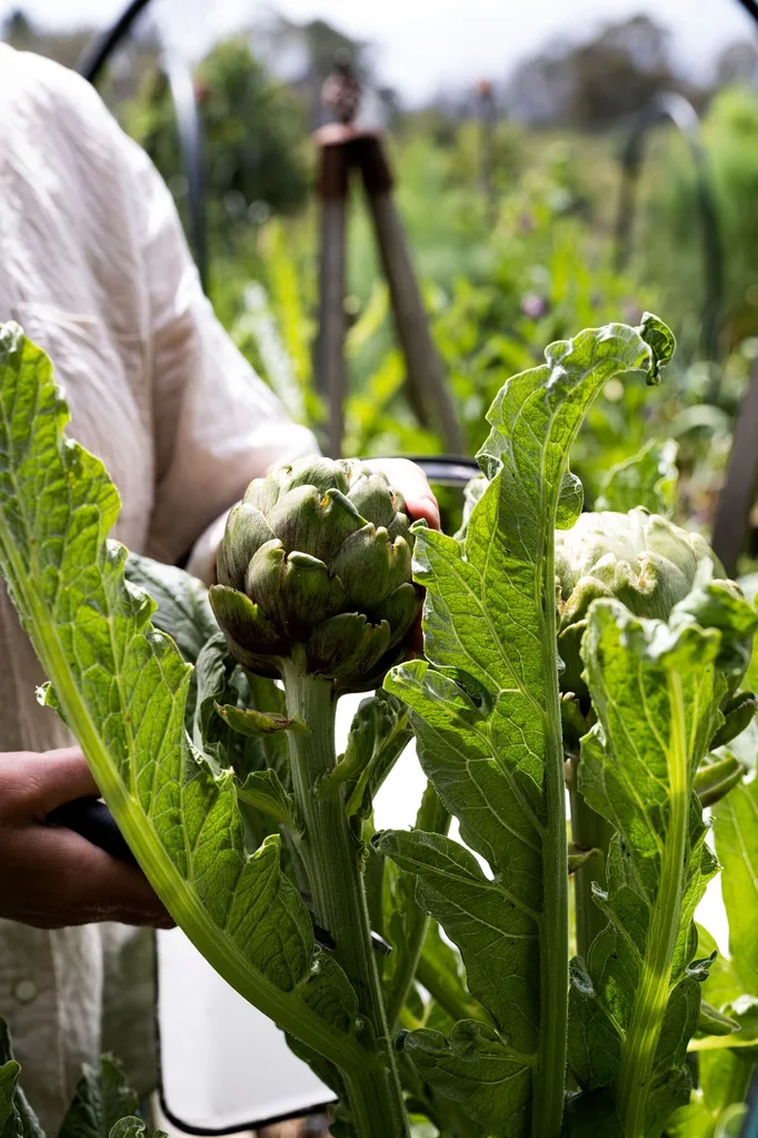 vegie garden artichokes