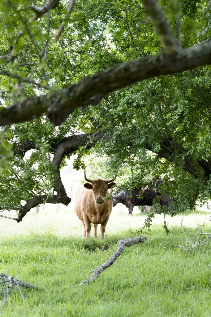 off grid stone cottage cow