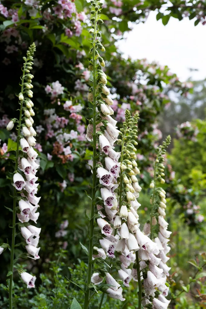 cottage garden foxgloves