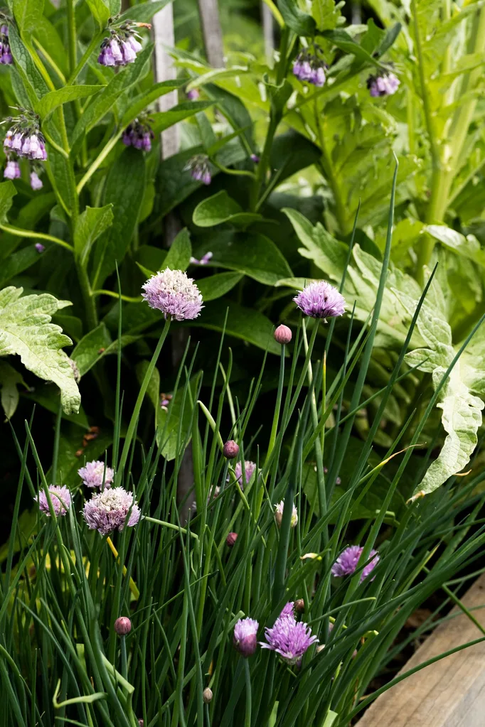 cottage garden purple onion flower