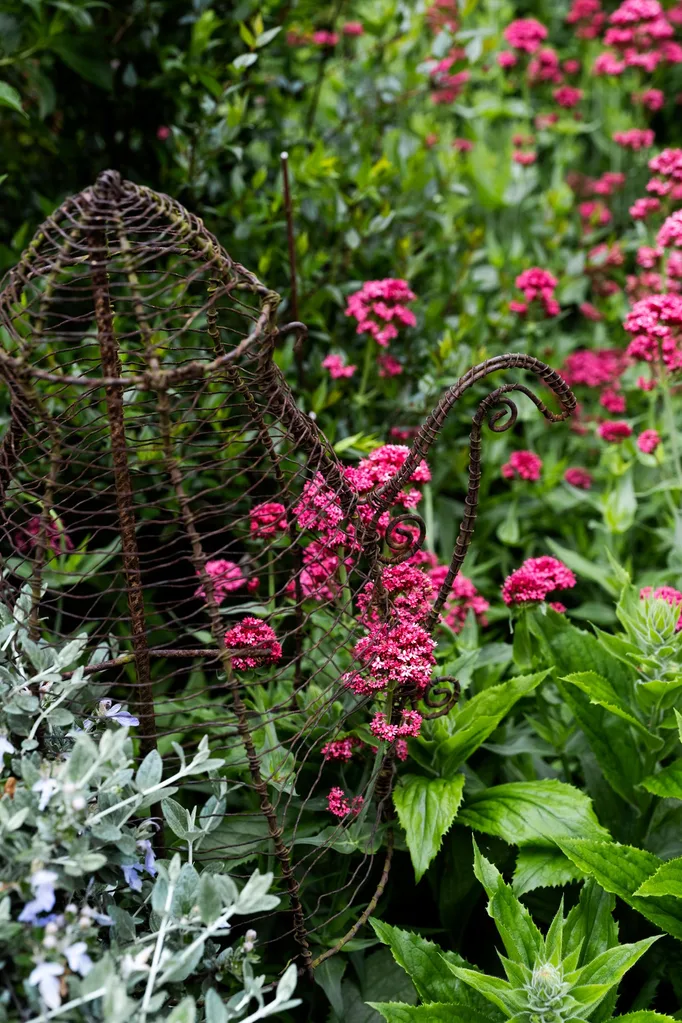 cottage garden valerian