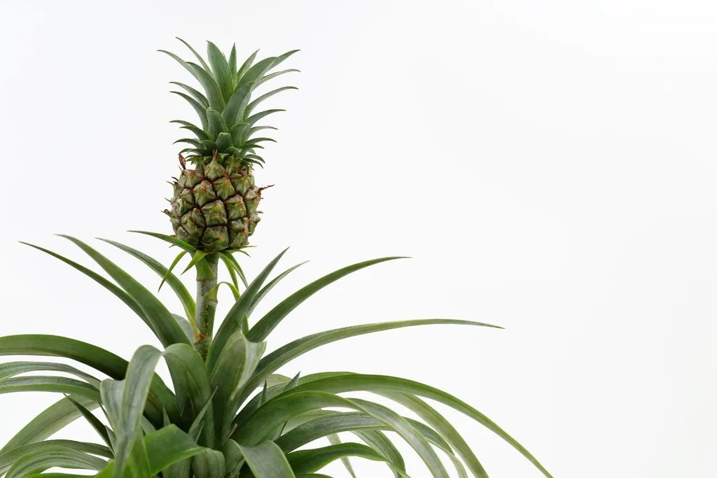 Pineapple plants could improve sleep quality