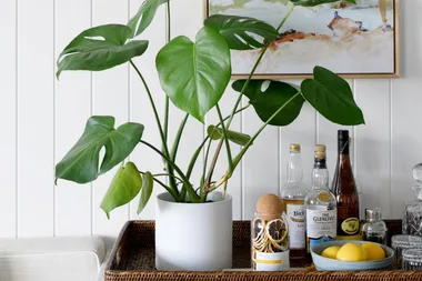 9 indoor plants that are both beautiful and easy to care for