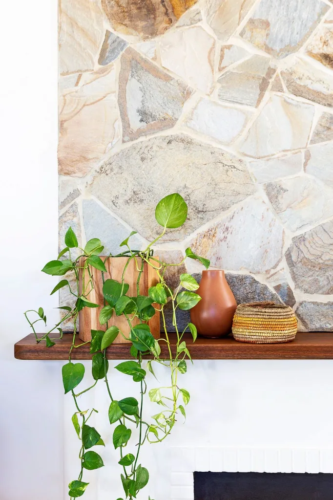 Devil's ivy on a timber floating shelf