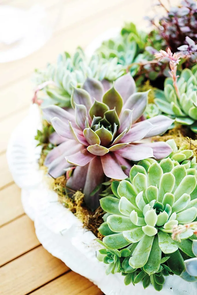 Hens and chicks succulents in a shallow dish