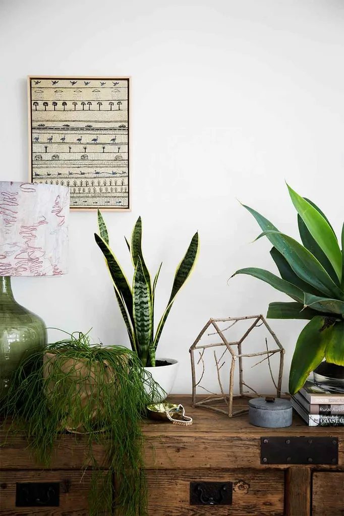 Indoor plants on a vintage wooden cabinet