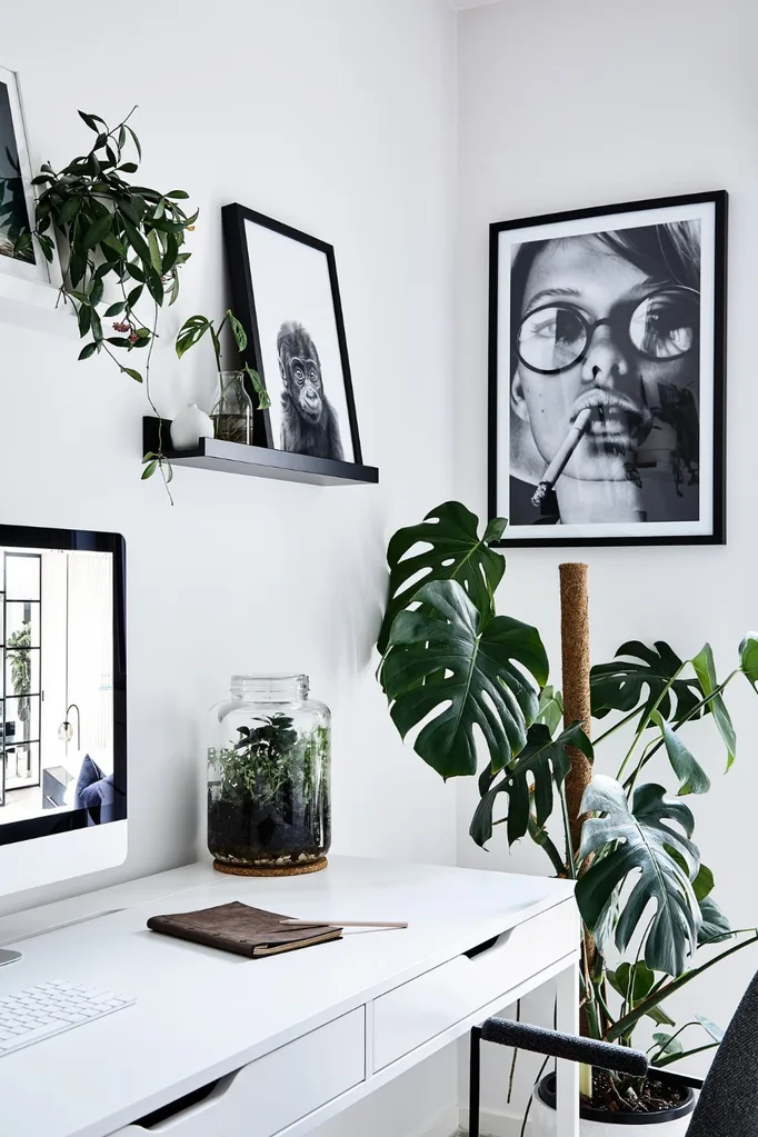 Home office with large monstera plant in corner