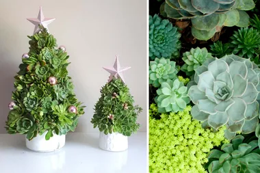 A Christmas tree made from succulents is the festive decorating trend you need to try