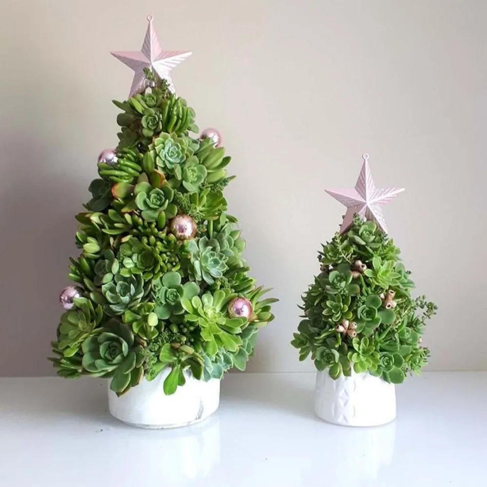 A pair of mini succulent Christmas trees