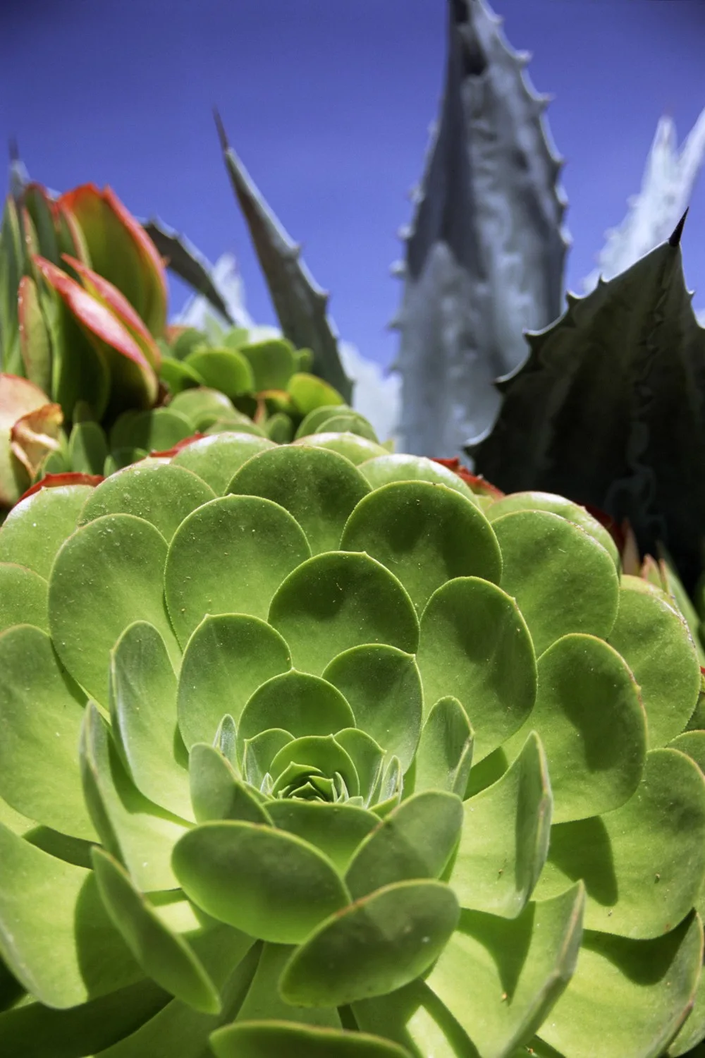 Close up of aeonium succulent