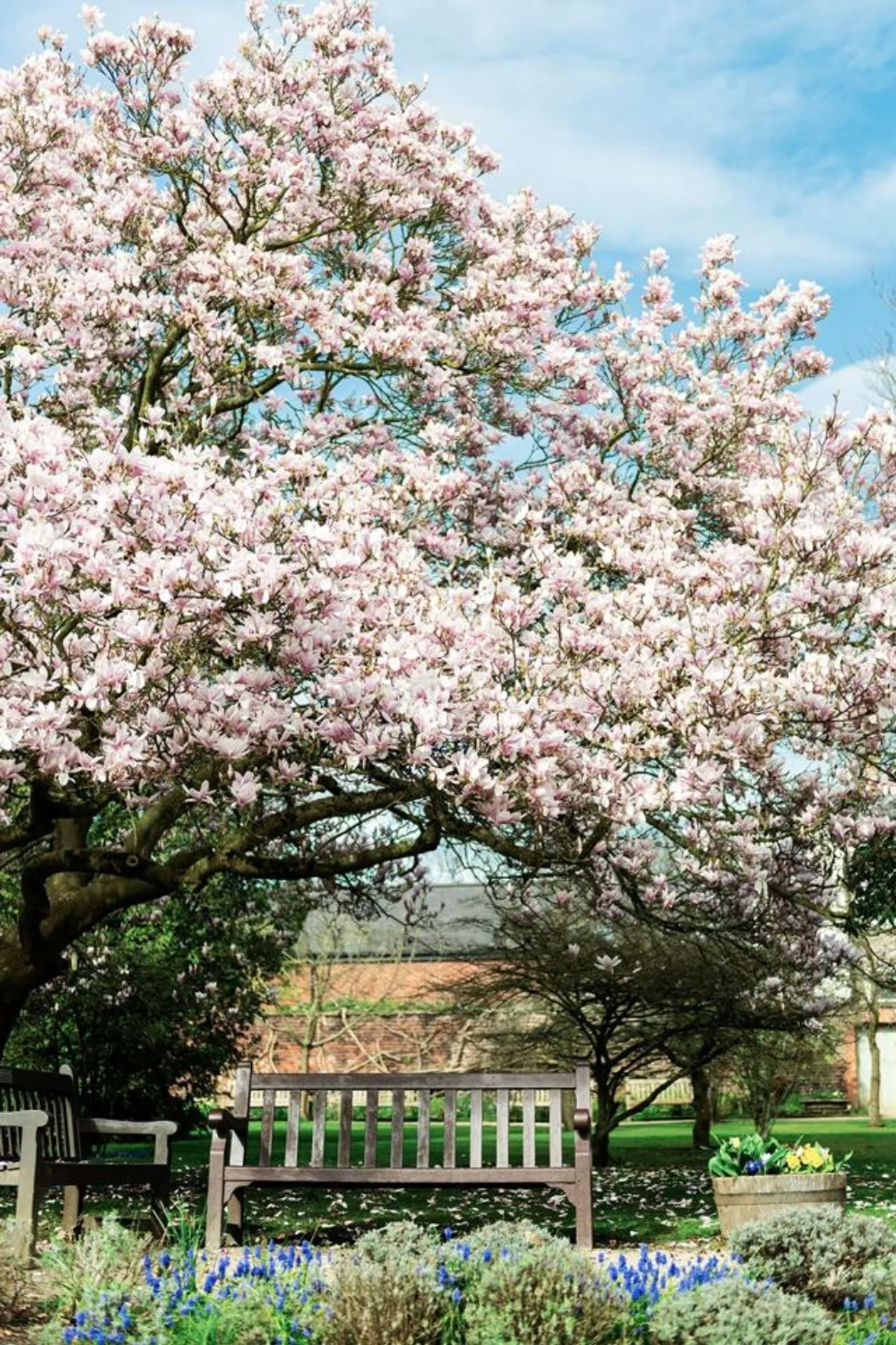 Large magnolia tree in flower