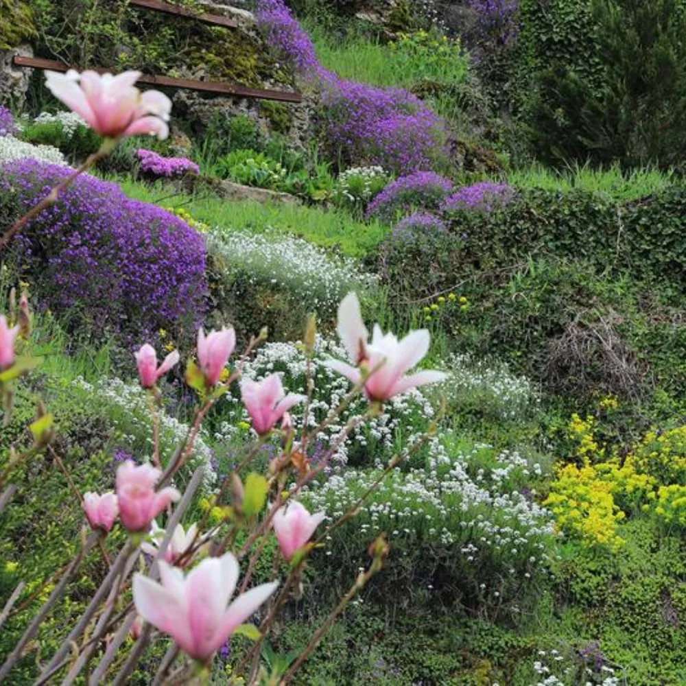 Magnolia flowers in foreground