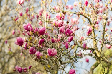 5 inspiring magnolia tree ideas for your front garden