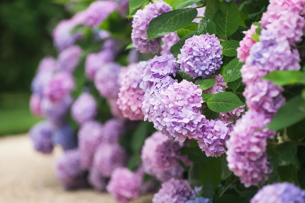 Pink hydrangeas