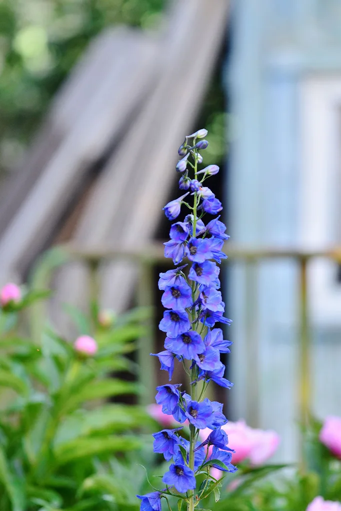 Blue larkspur in full bloom