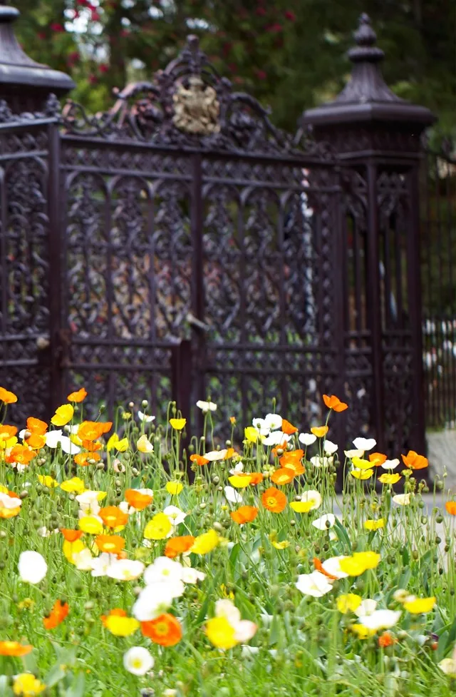 How to grow poppies