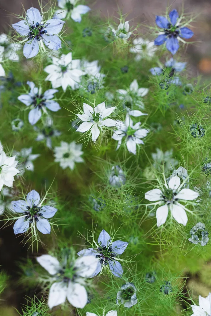 Love-in-a-mist (Nigella damascena)